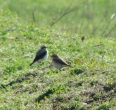 Steinschmätzer (Oenanthe oenanathe)-L. Klasing