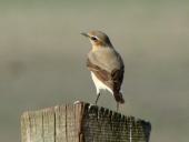 Steinschmätzer (Oenanthe oenanathe)-L. Klasing