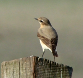 Steinschmätzer (Oenanthe oenanathe)-L. Klasing