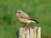 Steinschmätzer (Oenanthe oenanathe)-L. Klasing