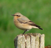 Steinschmätzer (Oenanthe oenanathe)-L. Klasing