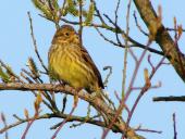 Goldammer w. (Emberiza citrinella)-L. Klasing