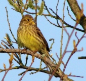 Goldammer w. (Emberiza citrinella)-L. Klasing