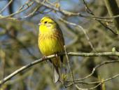Goldammer w. (Emberiza citrinella)-L. Klasing