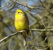 Goldammer w. (Emberiza citrinella)-L. Klasing