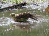 Goldammer w. (Emberiza citrinella)-L. Klasing