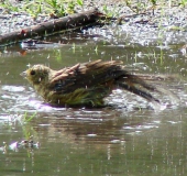 Goldammer w. (Emberiza citrinella)-L. Klasing