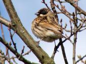 Rohrammer (Emberiza schoeniclus)-L. Klasing