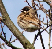 Rohrammer (Emberiza schoeniclus)-L. Klasing