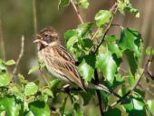 Rohrammer (Emberiza schoeniclus)-L. Klasing