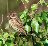 Rohrammer (Emberiza schoeniclus)-L. Klasing