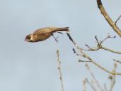 Rohrammer (Emberiza schoeniclus)-L. Klasing