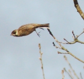 Rohrammer (Emberiza schoeniclus)-L. Klasing