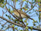 Zilpzalp (Phylloscopus collybita)-L. Klasing