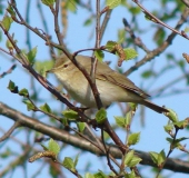 Zilpzalp (Phylloscopus collybita)-L. Klasing