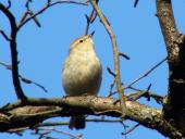 Zilpzalp (Phylloscopus collybita)-L. Klasing