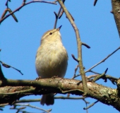 Zilpzalp (Phylloscopus collybita)-L. Klasing