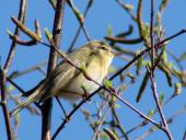 Fitis (Phylloscopus trochilus)-L. Klasing