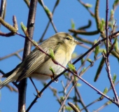 Fitis (Phylloscopus trochilus)-L. Klasing