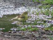 Fitis (Phylloscopus trochilus)-L. Klasing