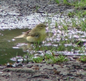 Fitis (Phylloscopus trochilus)-L. Klasing