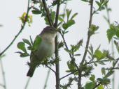Gartengrasmücke (Sylvia borin)
