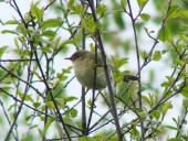 Gartengrasmücke (Sylvia borin)-L. Klasing