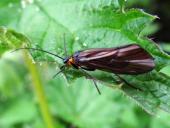 Köcherfliege (Oligothricha sriata)-L. Klasing