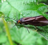 Köcherfliege (Oligothricha sriata)-L. Klasing