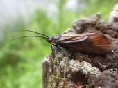 Schlammfliege (Sialis lutaria)-L. Klasing