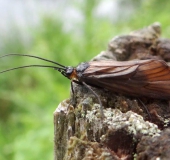 Schlammfliege (Sialis lutaria)-L. Klasing