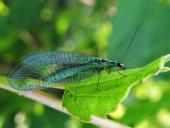 Gemeine Florfliege (Chrysoperla carnea)-L. Klasing