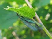 Gemeine Florfliege (Chrysoperla carnea)-L. Klasing