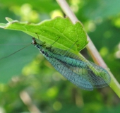 Gemeine Florfliege (Chrysoperla carnea)-L. Klasing