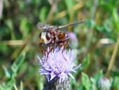 Gemeine Breitstirnblasenkopffliege (Sicus ferrugineus)-L. Klasing