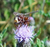 Gemeine Breitstirnblasenkopffliege (Sicus ferrugineus)-L. Klasing