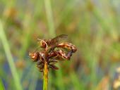 Paarung: Gemeine Breitstirnblasenkopffliege (Sicus ferrugineus)-L. Klasing