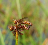 Paarung: Gemeine Breitstirnblasenkopffliege (Sicus ferrugineus)-L. Klasing