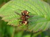 Paarung: Gemeine Breitstirnblasenkopffliege (Sicus ferrugineus)-L. Klasing