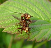 Paarung: Gemeine Breitstirnblasenkopffliege (Sicus ferrugineus)-L. Klasing