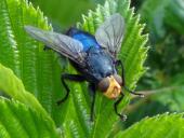 Totenfliege M. (Cynomya mortuorum)-L. Klasing