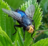 Totenfliege M. (Cynomya mortuorum)-L. Klasing