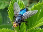 Totenfliege M. (Cynomya mortuorum)-L. Klasing