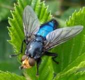 Totenfliege M. (Cynomya mortuorum)-L. Klasing