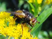 Igelfliege (Tachina fera)-L. Klasing