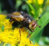 Igelfliege (Tachina fera)-L. Klasing