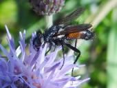 Raupenfliege (Cylindromyia brassicaria)-L. Klasing