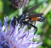 Raupenfliege (Cylindromyia brassicaria)-L. Klasing