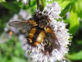 Igelfliege (Tachina fera)-L. Klasing