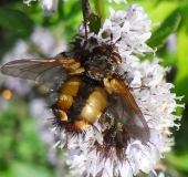 Igelfliege (Tachina fera)-L. Klasing